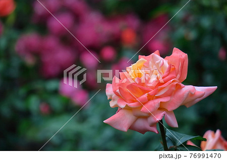 イギリス国花の写真素材