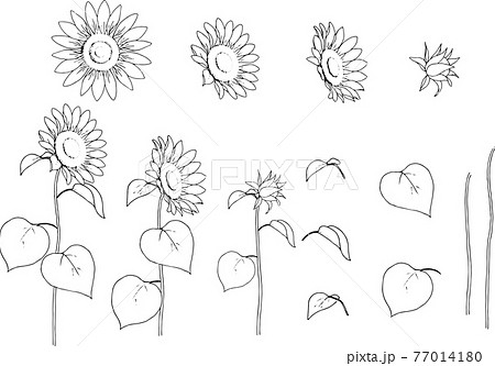 向日葵 植物 花 ペン画の写真素材