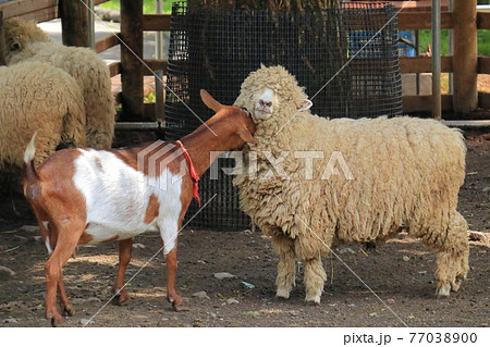 めり込むの写真素材