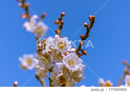 薄緑の梅の花の写真素材 - PIXTA