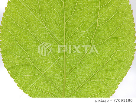 葉 葉っぱ 葉脈 脈の写真素材