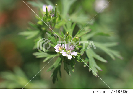 植物 雑草 白い花 小花の写真素材