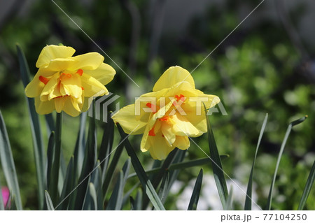 水仙 八重咲き タヒチ 黄色の写真素材