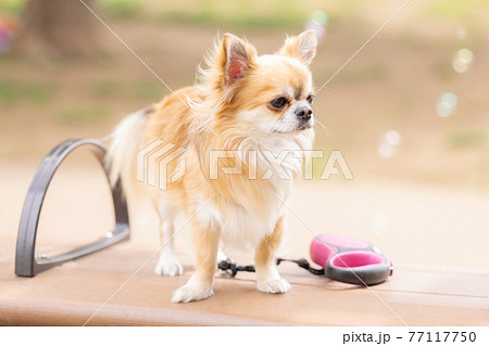 犬 可愛い犬 の写真素材一覧 4 700万点以上 国内最大級の素材サイト