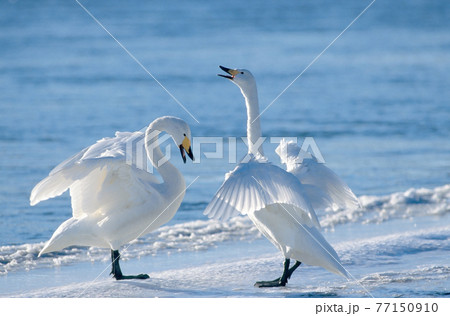 合い 鳴き合いの写真素材