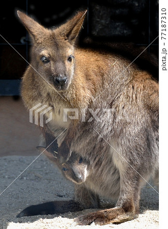 アカカンガルー カンガルー 子供 かわいいの写真素材