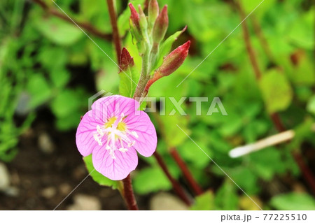 アカバナユウゲショウ 桃色 雑草 野草の写真素材