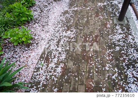 桜の花びら 地面 桜 落ちた花びらの写真素材