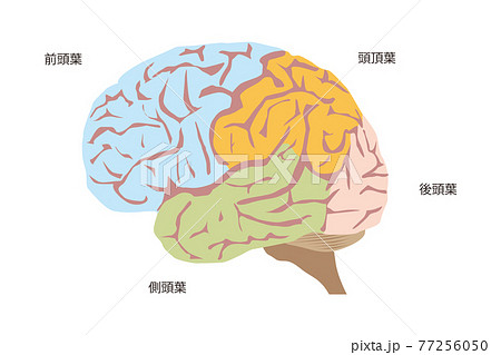 小脳 大脳 脳 解剖図のイラスト素材