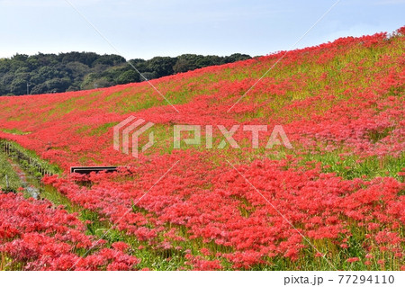 ごんぎつねの写真素材