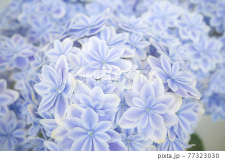 島根県アジサイの写真素材 島根県アジサイの写真素材