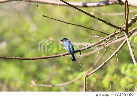 オオルリ 青い鳥 きれい 綺麗の写真素材