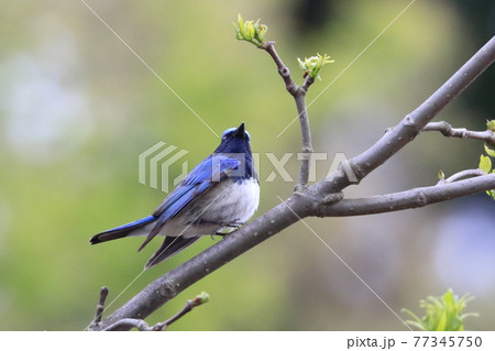 オオルリ 青い鳥 きれい 綺麗の写真素材