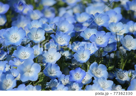 ネモフィラ 花 壁紙 ブルーの写真素材