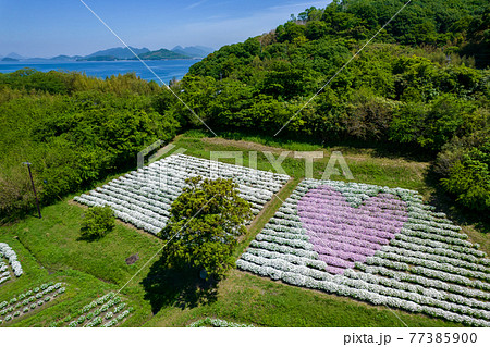 フラワーパーク浦島 四国 香川県 花畑の写真素材