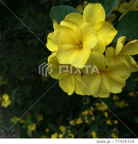 雲南月光花の写真素材