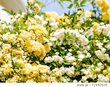 花 モッコウバラ 白色 緑色の写真素材 - PIXTA