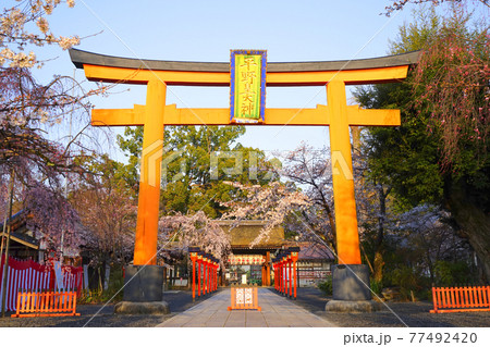 灯篭 平野神社 灯籠 桜の写真素材