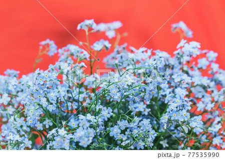 ワスレナグサ 可愛い花 勿忘草 綺麗な花の写真素材