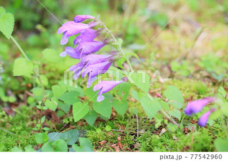 袋状 植物の写真素材