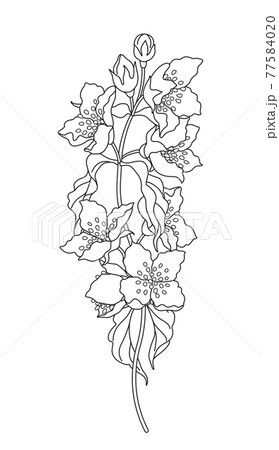 ジャスミン 香水 デザイン イラストの写真素材