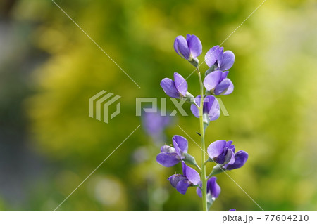 ムラサキセンダイハギ 花 青色 多年草の写真素材