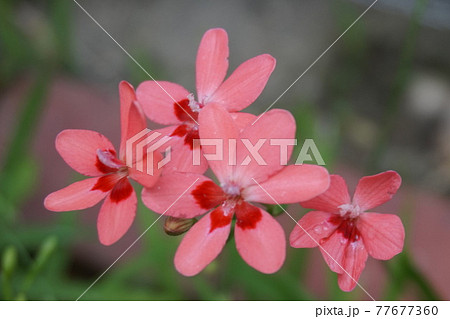 アヤメ科 花 植物 フリージア・ラクサの写真素材 - PIXTA