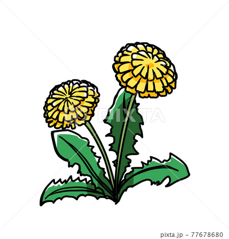 白バック 花 タンポポ 手描きのイラスト素材
