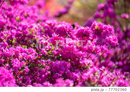 燃える花の写真素材