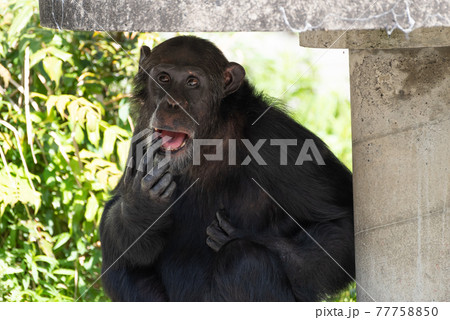 チンパンジーの写真素材集 ピクスタ