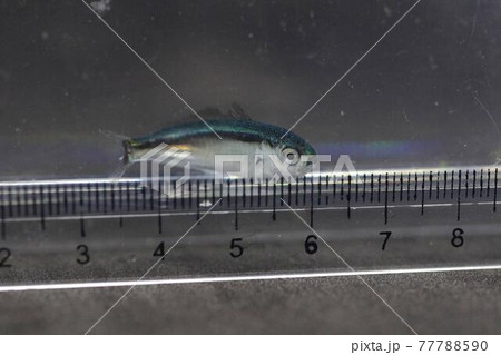 海水魚 ボラ イナの写真素材 - PIXTA
