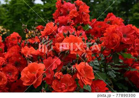 赤い薔薇の写真素材 赤い薔薇の写真素材