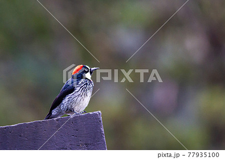 どんぐり眼の写真素材