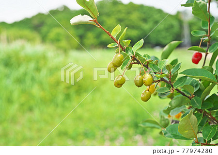 グミの写真素材