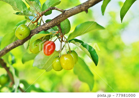 グミの写真素材