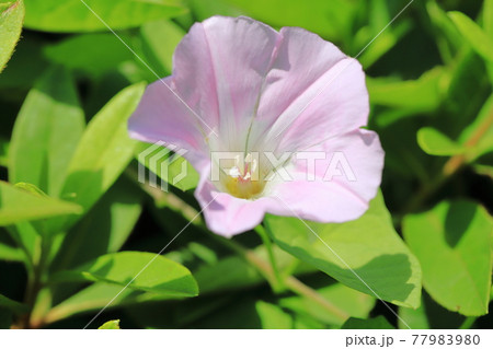 朝顔に似た花の写真素材