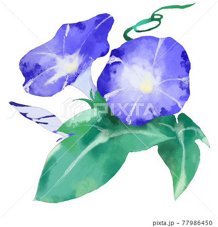 朝顔 朝露 花 イラストのイラスト素材 - PIXTA