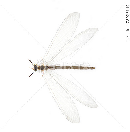 薄羽蜉蝣の写真素材