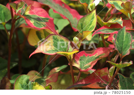 五色葉ドクダミの写真素材