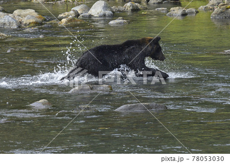 キムンカムイの写真素材