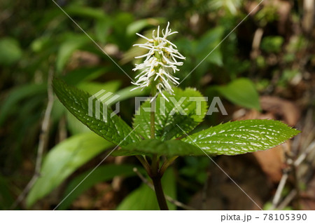 一人静 花 ヒトリシズカ 野草の写真素材