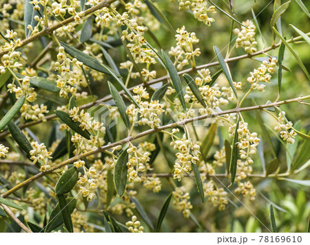 オリーブの花の写真素材