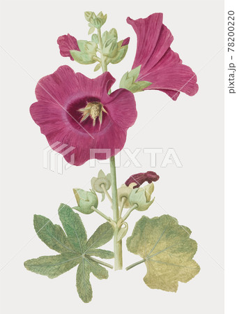 花葵のイラスト素材