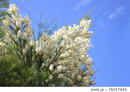 白いふわふわの花 木の写真素材