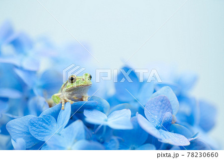 紫陽花 カエル アジサイ アマガエルの写真素材 - PIXTA