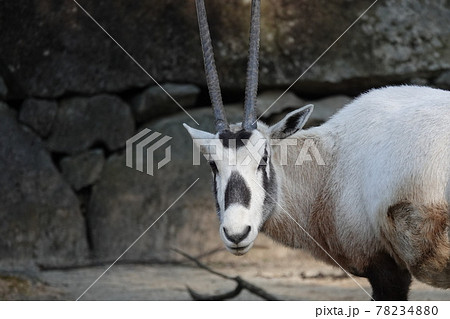 アラビアオリックス 陸上動物 動物の写真素材