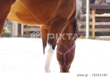 馬面 ポニー 馬 顔の写真素材