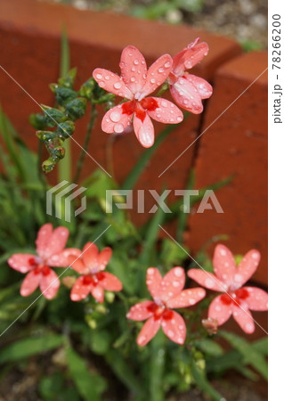 アヤメ科 花 植物 フリージア・ラクサの写真素材 - PIXTA