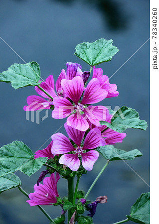ハイビスカスに似た花の写真素材