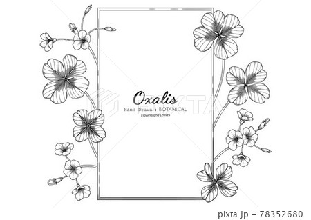 カタバミ 植物 花 イラストの写真素材